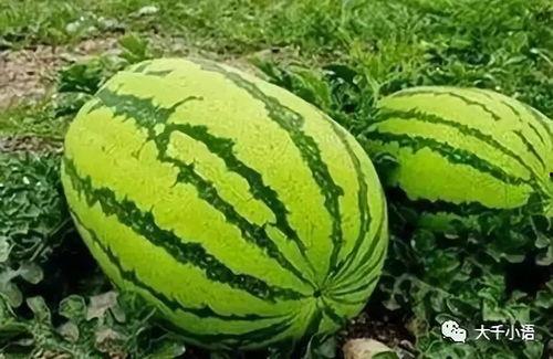 今日吃瓜热门大瓜在线吃瓜,在线吃瓜，揭秘娱乐圈最新动态