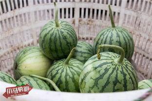 小瓜今日价格,今日行情一览