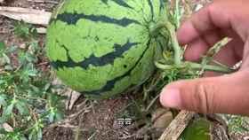 抖音热门的瓜