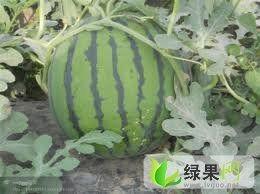 今日江苏瓜价