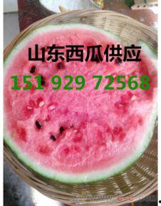 礼品瓜今日价格,品味健康，尽享盛夏佳选”