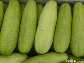 白瓜今日价,白瓜市场动态一览