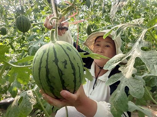 中牟今日吊瓜,吊瓜丰收，田园风光尽收眼底