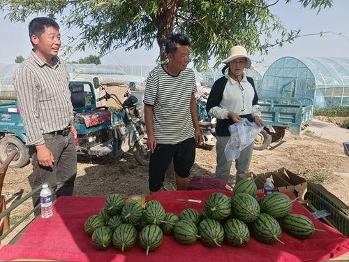 中牟今日吊瓜,吊瓜丰收，田园风光尽收眼底