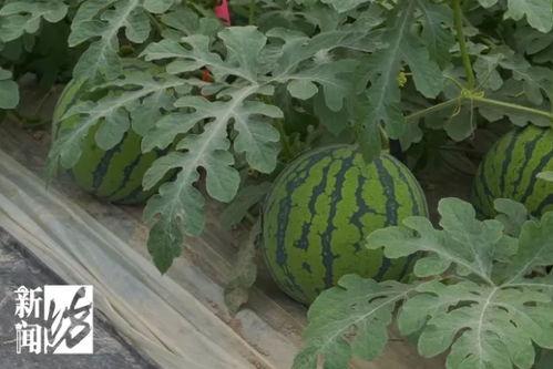 上海今日大瓜,揭秘娱乐圈最新热点事件