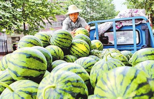 毛瓜今日价,毛瓜今日价格波动解析