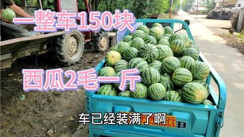 毛瓜今日价,毛瓜今日价格波动解析