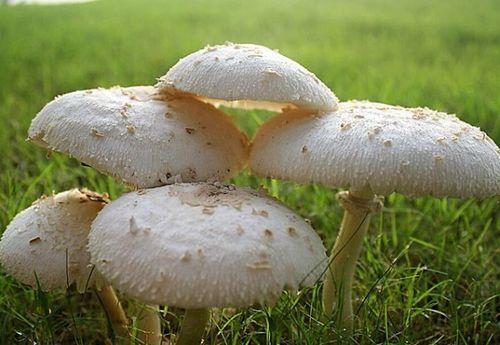 吃瓜网曝揭秘黑料蘑菇,黑料蘑菇背后的真相大起底