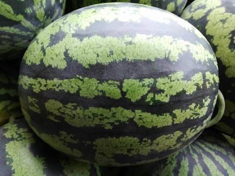 今日砀山瓜价,今日瓜市行情一览