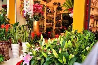 花店吃瓜视频爆料大全,揭秘娱乐圈幕后故事