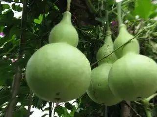 葫芦瓜今日价,市场行情一览”