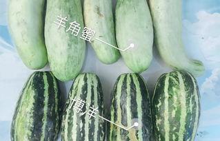 安国今日瓜价格,瓜果飘香，价格波动一览无余”
