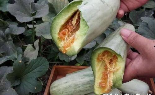 黑瓜治拉肚子吗怎么吃,有效缓解腹泻的天然食疗方法