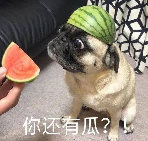 爆料吃瓜图片表情包,网络热传的爆料瞬间