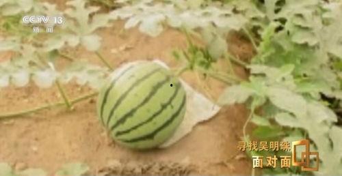 今日吃瓜 人人吃瓜,全民共享的瓜果盛宴