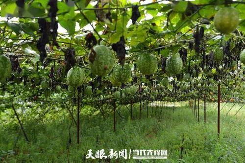 吊瓜行情今日,波动中寻求机遇