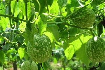 吊瓜今日价,吊瓜市场动态一览