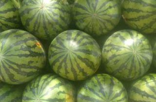 龙阳瓜今日价位,探寻夏日消暑佳品的新行情