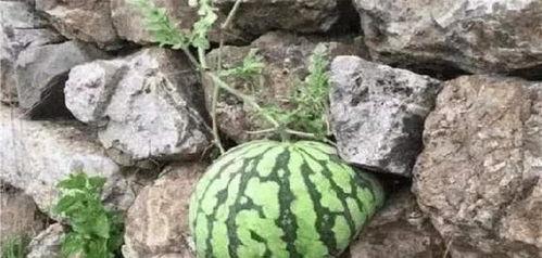 今日最强的瓜,揭秘娱乐圈最新劲爆事件！