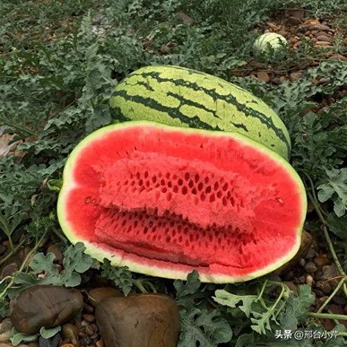 今日大瓜 视频,揭秘娱乐圈最新热点事件