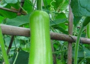 瓠瓜今日价格,今日市场行情一览”