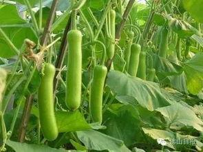 瓠瓜今日价格,今日市场行情一览”