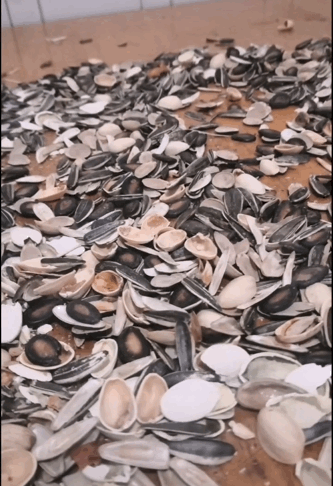 今日瓜的瓜子,瓜子里的秘密大揭秘