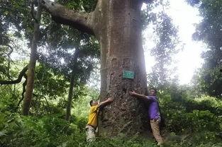 森林公园热门瓜,探寻森林公园里的夏日热门瓜果盛宴