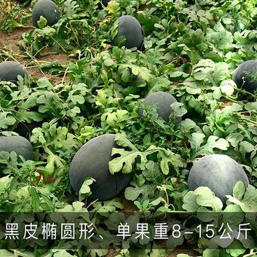 麒麟瓜大黑籽可以吃吗,揭秘可食用之谜