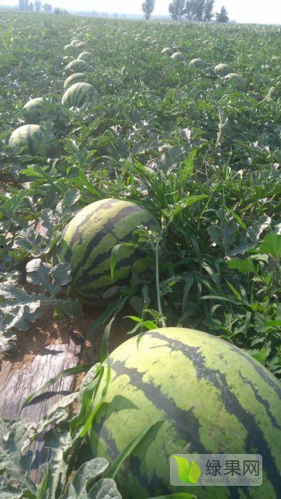 今日绿瓜价格,市场行情一览