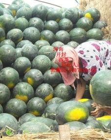 开封今日瓜价,新鲜瓜果价格一览