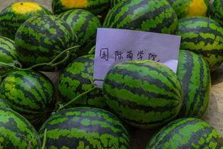 各大学热门大瓜,校园风云录