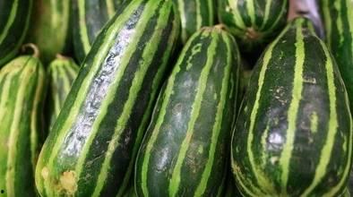 今日有瓜么,揭秘今日瓜田，一网打尽新鲜资讯