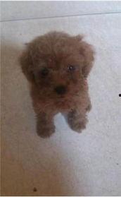 娱乐圈吃瓜爆料弟弟泰迪,泰迪弟弟吃瓜爆料，揭秘幕后真相