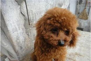 娱乐圈吃瓜爆料弟弟泰迪,泰迪弟弟吃瓜爆料，揭秘幕后真相