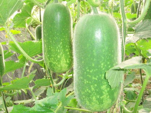 51吃瓜热门吃瓜每日大瓜,揭秘热门吃瓜每日大瓜，带你领略娱乐圈风云变幻