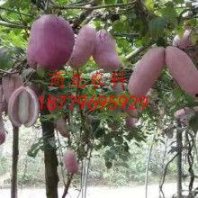 热门八月瓜,揭秘夏日里的神秘果实