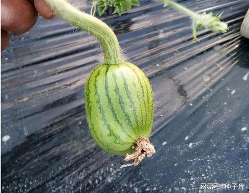 今日小圆瓜价格,市场行情一览”