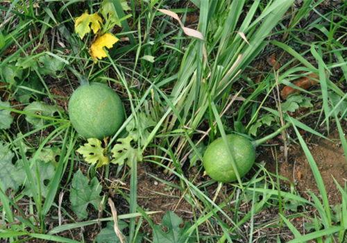 今日小圆瓜价格,市场行情一览”