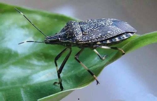 瓜黑蝽云南人吃吗,瓜黑蝽美食之谜