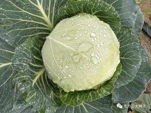 今日甘蓝瓜价格,今日市场行情一览”