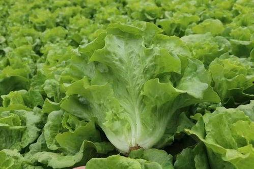 今日甘蓝瓜价格,今日市场行情一览”