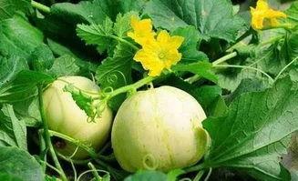 高瓜芯里有黑可以吃吗,揭秘能否安全食用