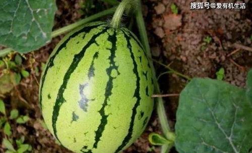 高瓜芯里有黑可以吃吗,揭秘能否安全食用