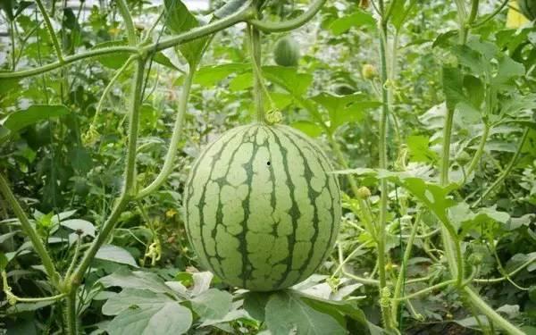 51吃瓜北京热门,揭秘北京最新热门话题与焦点事件