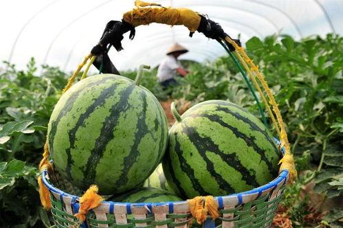 在线今日吃瓜,盘点娱乐圈最新热点事件