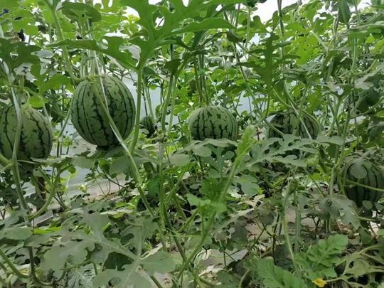 吃瓜51今日吃瓜,今日热点事件大盘点