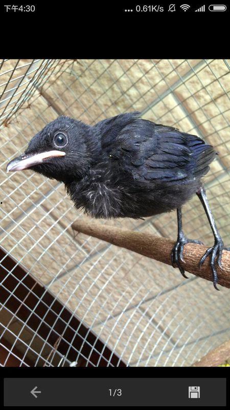 黑守瓜能给鸟吃吗图片,鸟类美食的秘密花园