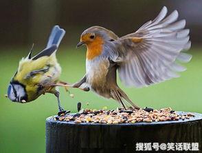 黑守瓜能给鸟吃吗图片,鸟类美食的秘密花园