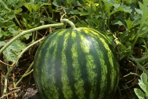 今日吃瓜每日吃瓜热门大瓜娱乐